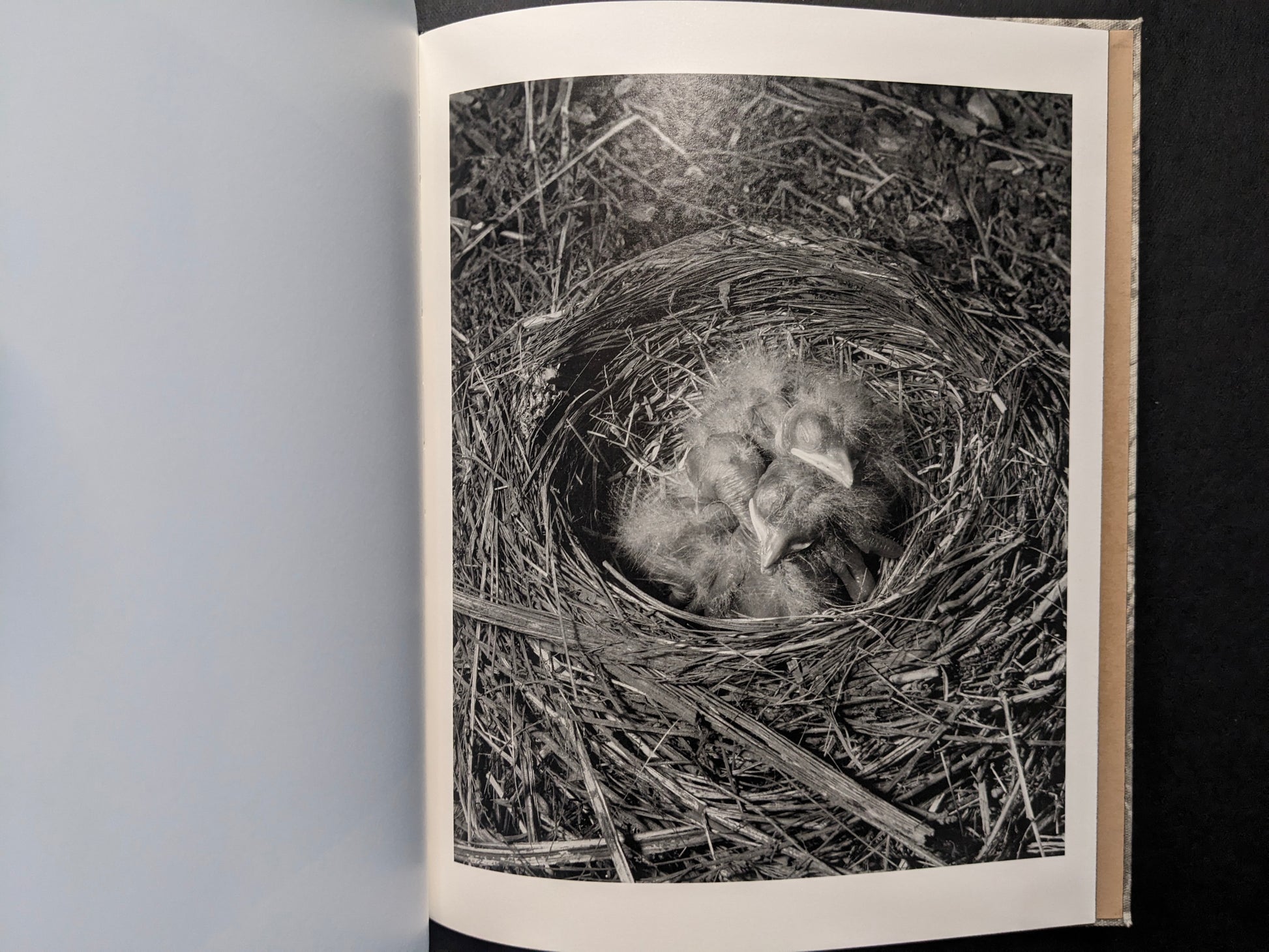Interior image of a nest with newly hatched birds.