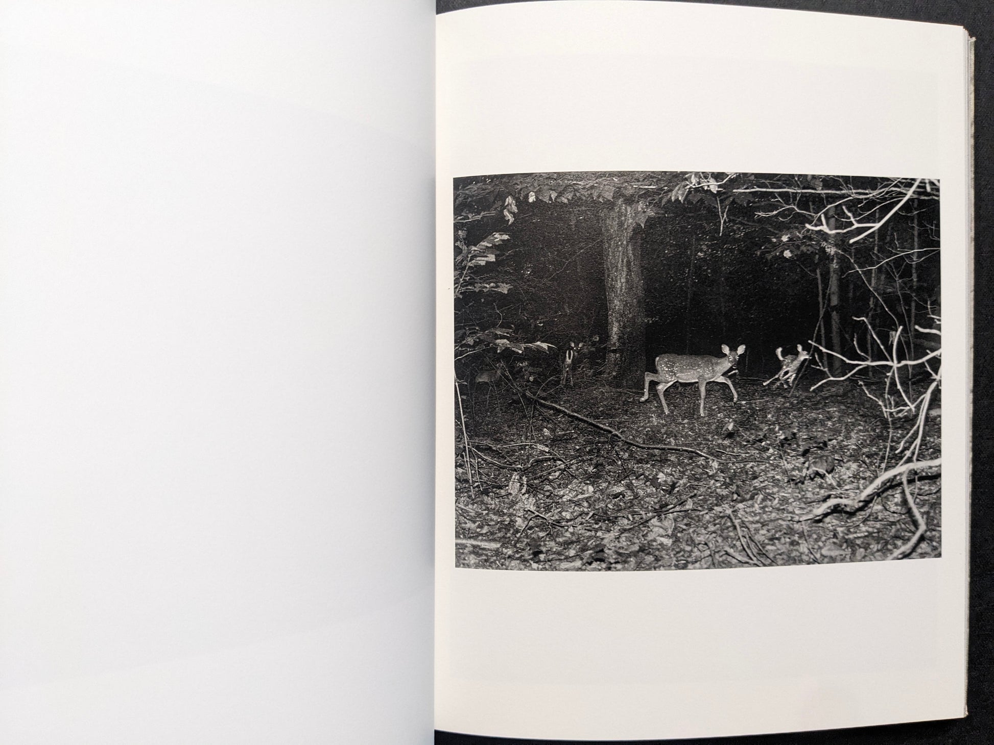 Interior photograph from What the Rain Might Bring — deer in a dark forest scene lit by flash, black and white.
