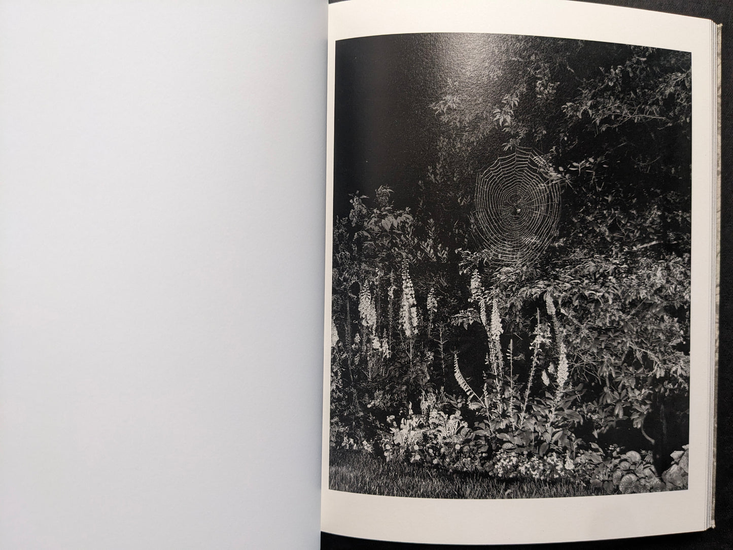 Interior photograph from What the Rain Might Bring — large spider web against foliage and flowers, black and white.