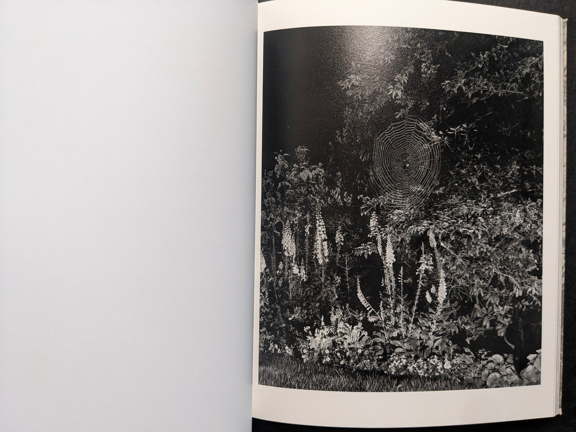 Interior photograph from What the Rain Might Bring — large spider web against foliage and flowers, black and white.