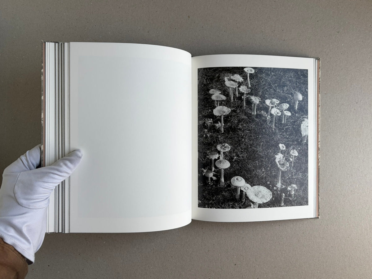 Open photobook What the Rain Might Bring by Dylan Hausthor, showing a blank left page, a black-and-white mushroom photograph on the right page, and a gloved hand holding the book open.