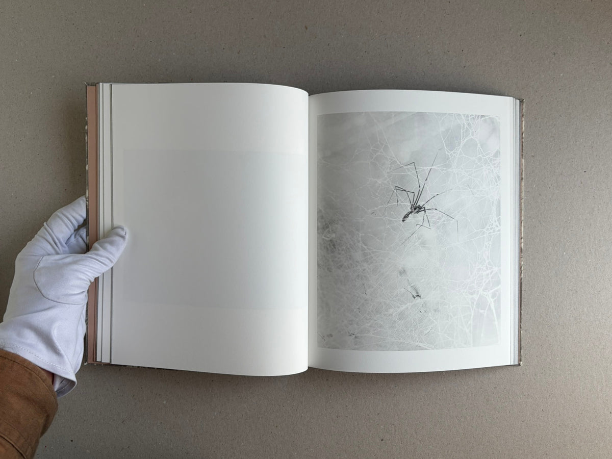 Open photobook spread from What the Rain Might Bring by Dylan Hausthor, showing a mostly blank left page and a black-and-white image of a spider on a web on the right page.