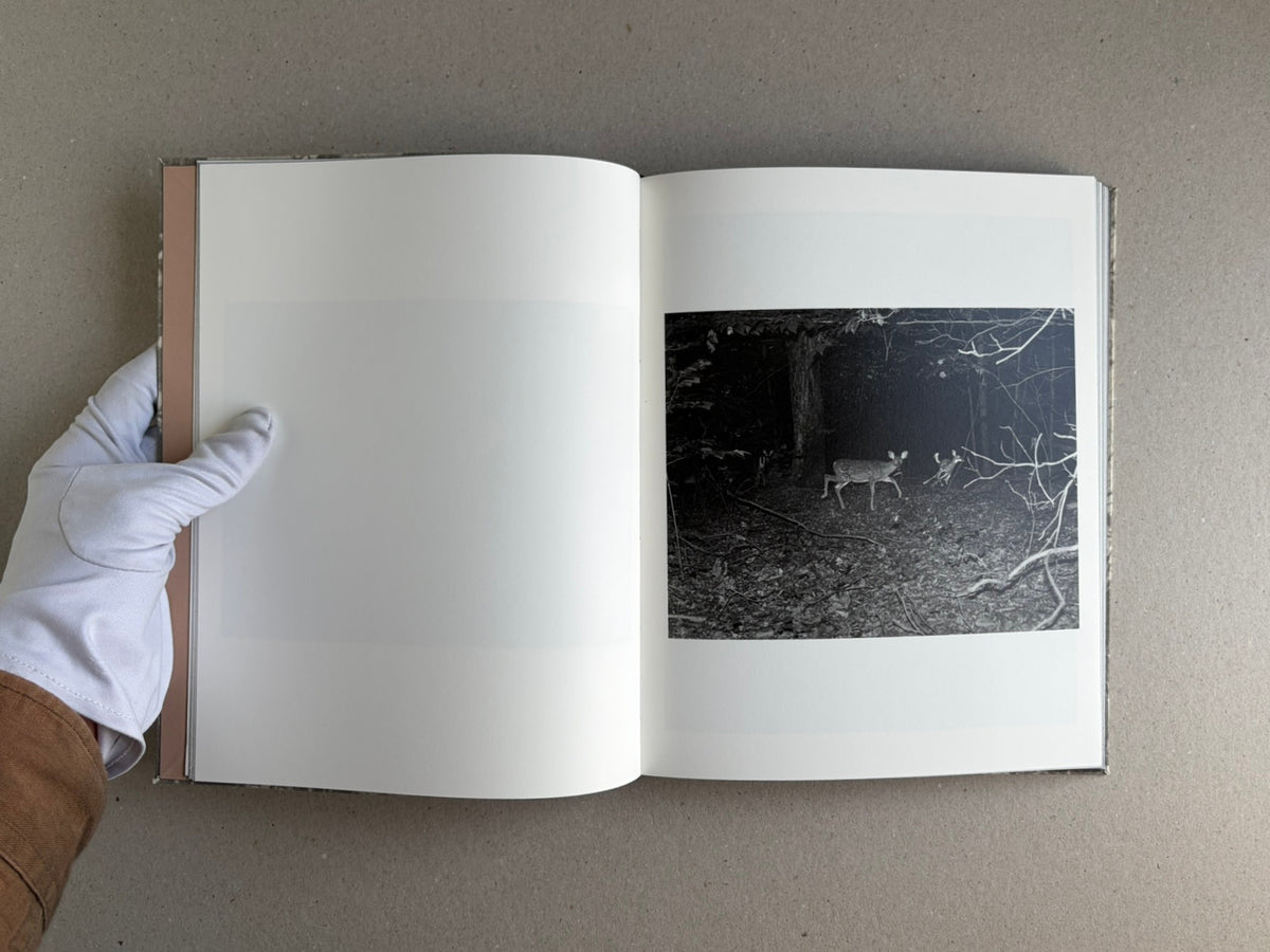 Open copy of What the Rain Might Bring by Dylan Hausthor, showing a black-and-white forest photograph on the right-hand page and a blank left page.