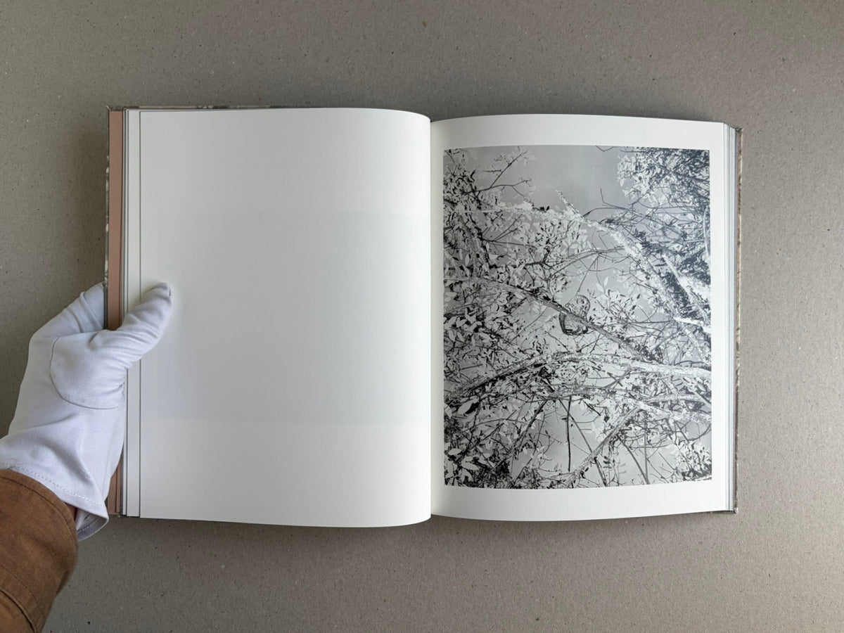Open photobook spread from What the Rain Might Bring by Dylan Hausthor, showing a blank left page and a black-and-white tree canopy photograph on the right page.