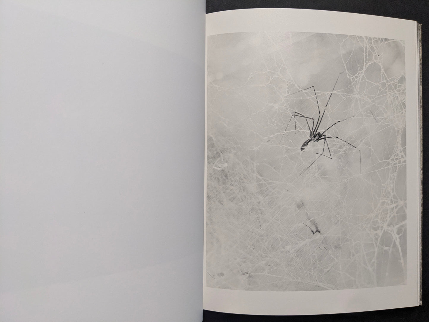 Interior photograph from What the Rain Might Bring — spider on a web rendered in a high-contrast, negative-like image.
