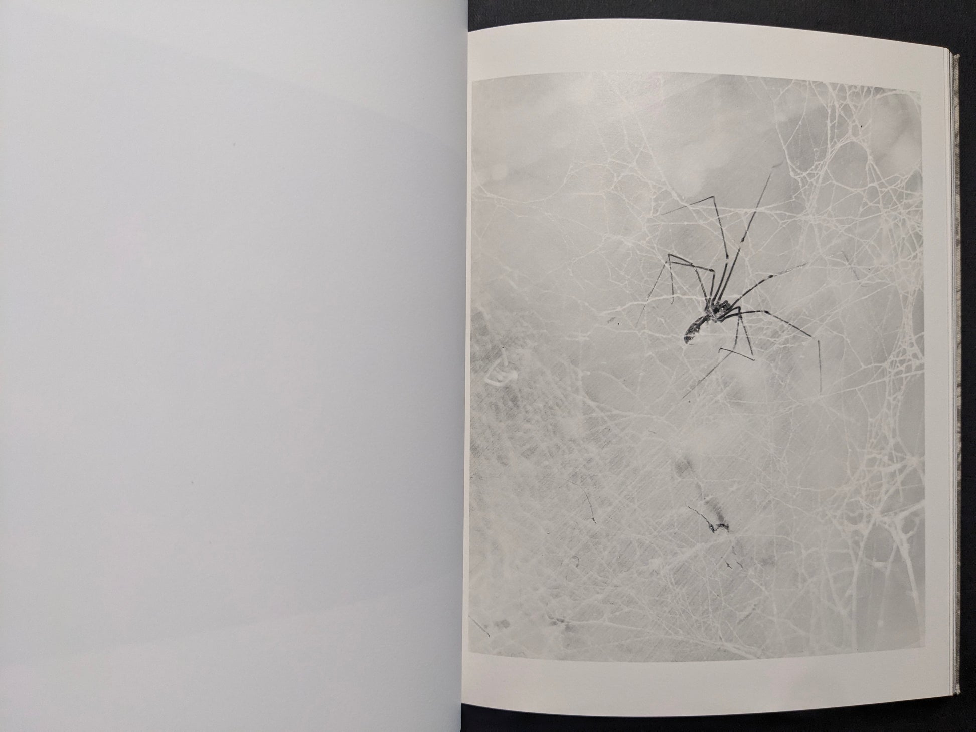 Interior photograph from What the Rain Might Bring — spider on a web rendered in a high-contrast, negative-like image.