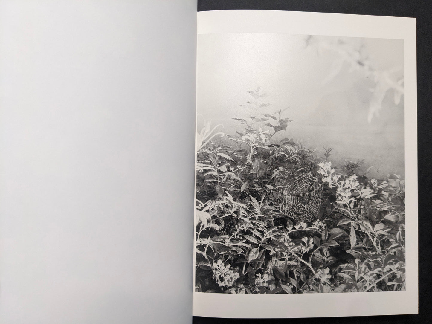 Interior photograph from What the Rain Might Bring — spider web suspended among dense leaves and stems, black and white.