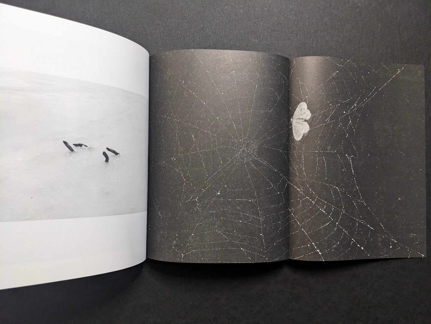 Interior gatefold from What the Rain Might Bring — spider web with a moth.