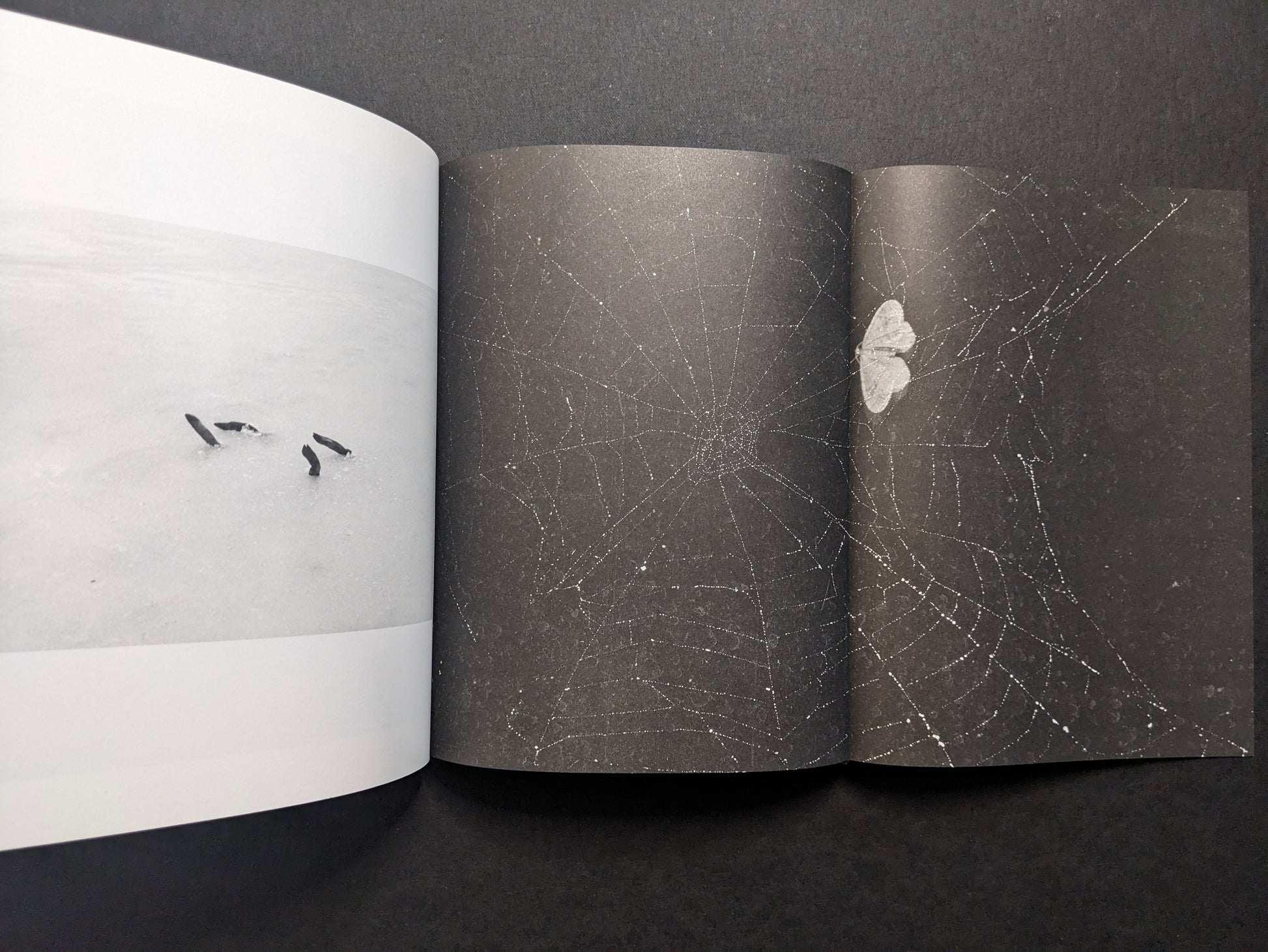 Interior gatefold from What the Rain Might Bring — spider web with a moth.