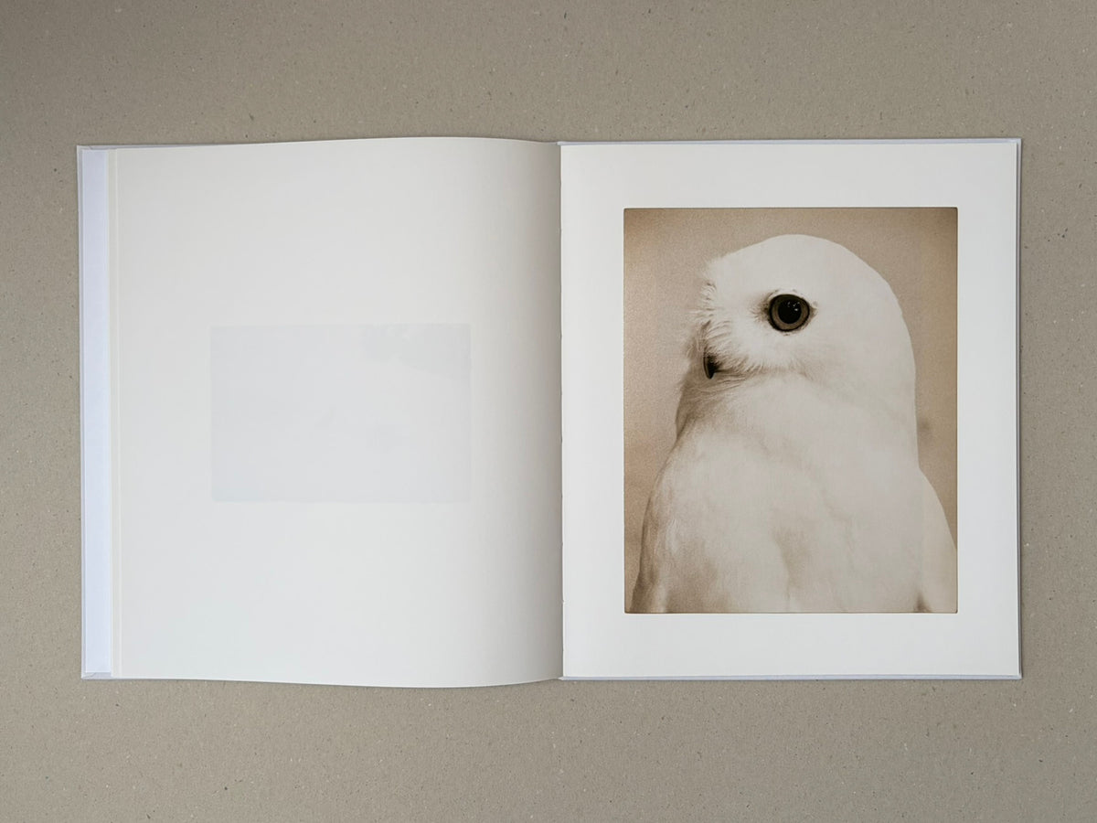 Yamamoto Masao photobook open to a spread with a white owl image on the right page.