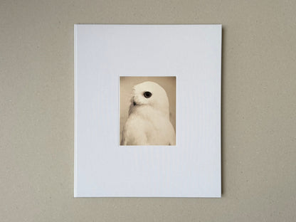 Yamamoto Masao photobook with a white cloth cover and a small tipped-on image of a white bird on the front.